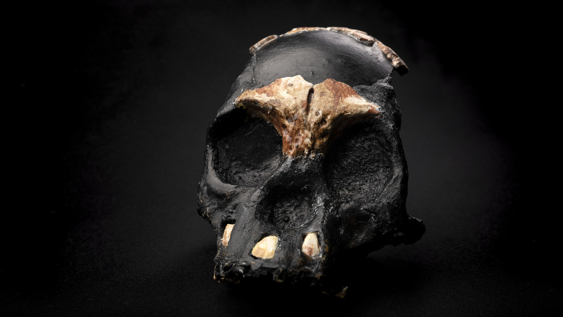 Descubren el primer cráneo de un niño 'Homo naledi', que ayudaría a comprender cómo crecían estos humanos 